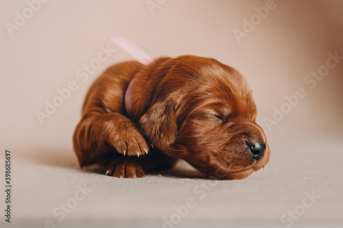 Lovely tiny Irish Setter puppies studio photos