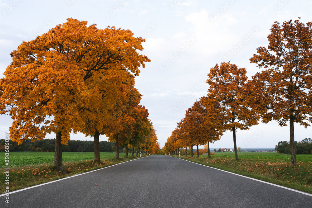 Allee im Herbst, Landstraße, Bäume in gold