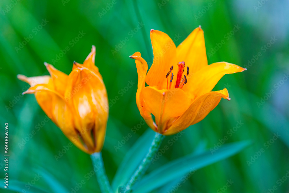 Obraz premium Orange lily, Fire lily or Tiger lily (Lilium bulbiferum) Col de la Cayolle, Ubaye Valley, Vallée de l'Ubaye, Alpes Haute Provence, Provence, France, Europe
