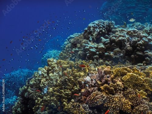 colorful corals and lot of smal fishes in the red sea while diving