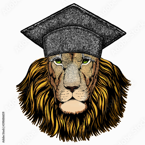 Lion. Portrait of wild lion. Square academic cap, graduate cap, cap, mortarboard. Safari animal head.