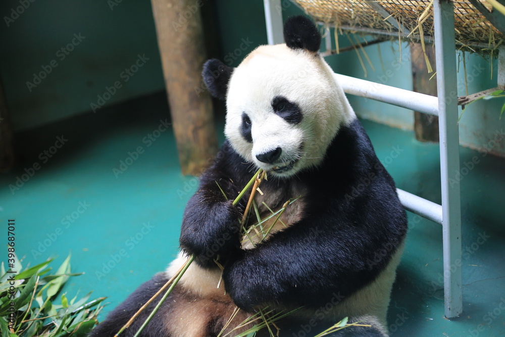 Obraz premium Panda Eating