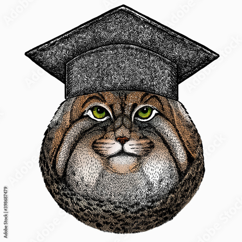 Pallass cat. Square academic cap, graduate cap, cap, mortarboard. Vector portrait, wild cat head, wild cat face.