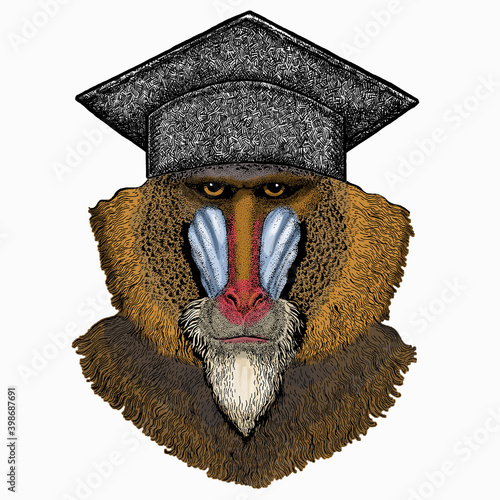 Baboon, monkey, ape. Square academic cap, graduate cap, cap, mortarboard. Vector portrait of wild animal.