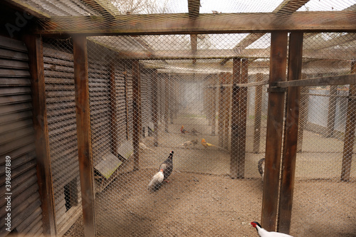 Fényképezés Pheasants placed in cages. Mezhyhirya, Ukraine