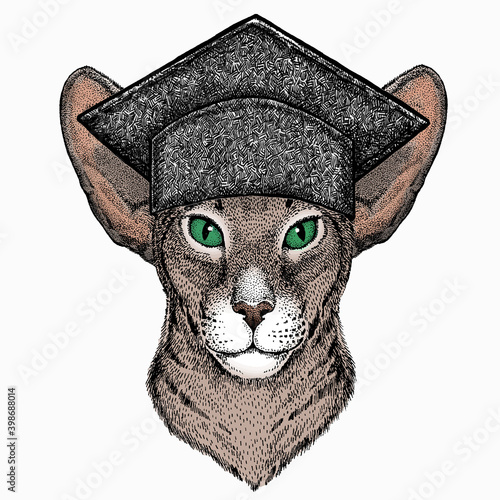Oriental cat. Square academic cap, graduate cap, cap, mortarboard.