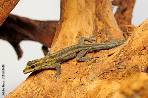 Kim Howell's dwarf gecko // Gelbkopf Taggecko (Lygodactylus kimhowelli) photo