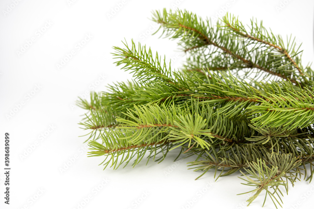 evergreen fir-tree or spruce branch on white background