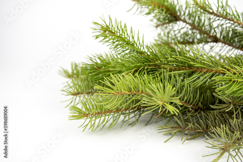 evergreen fir-tree or spruce branch on white background © Zkolra