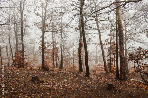 forest in autumn