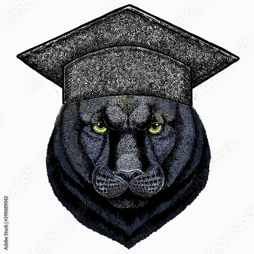 Black panther. Square academic cap, graduate cap, cap, mortarboard. Wild cat portrait.