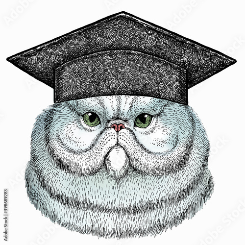 Portrait of persian cat. Square academic cap, graduate cap, cap, mortarboard. Vector cat head, face.