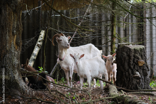 White goat and black goat with two white goats in the forest between trees and stump.
