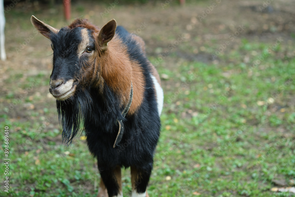 Black goat on a background of green grass with a collar.