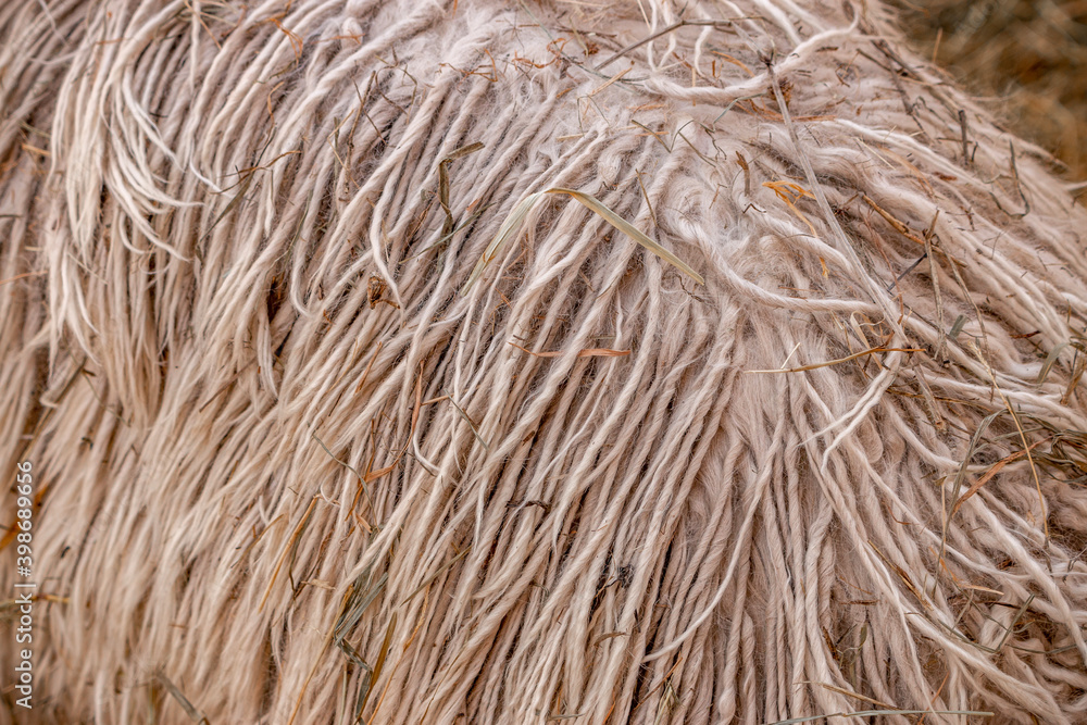 Fototapeta premium White wool. Alpaca. Wool dreadlocks