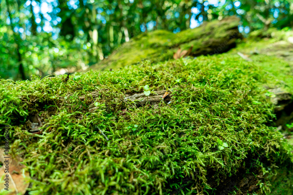 green moss on tree in the forest green moss on tree in the forest