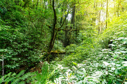 Fototapeta Naklejka Na Ścianę i Meble -  Forest trees. nature green wood sunlight