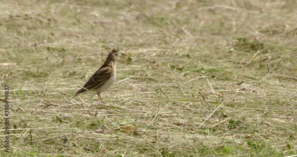 Skylark in field, Compton Abbas, Dorset, UK Skylark in field, Compton Abbas, Dorset, UK