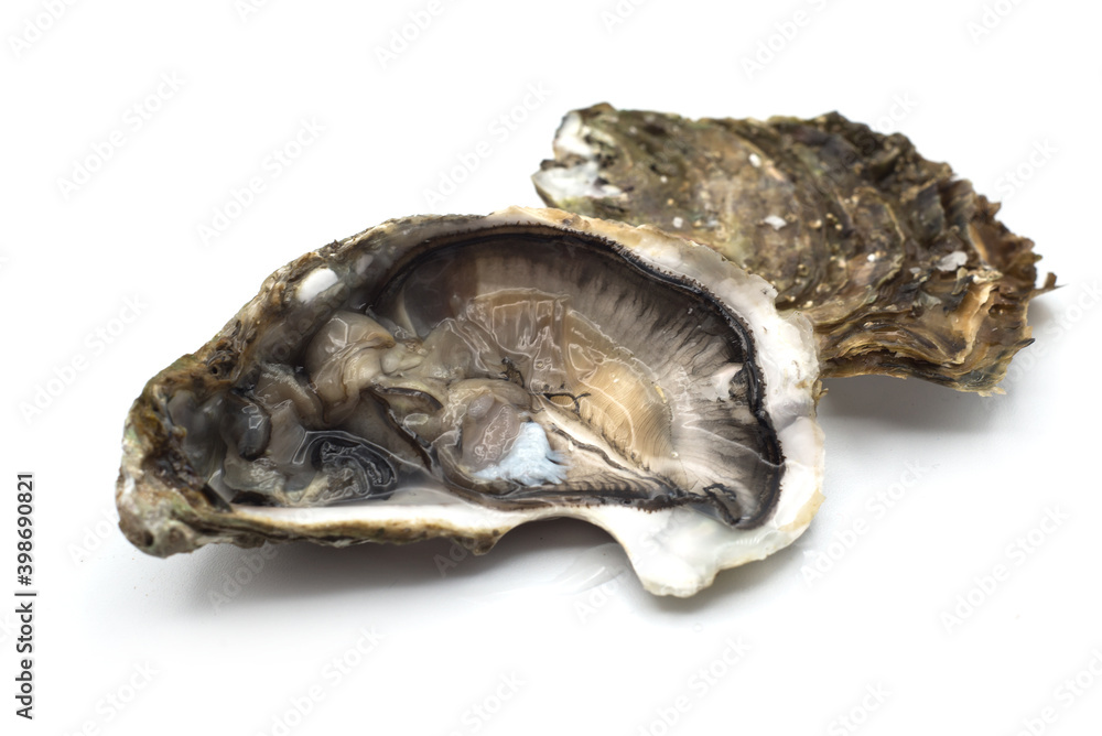 Closeup of fresh Oyster on white background Closeup of fresh Oyster on white background