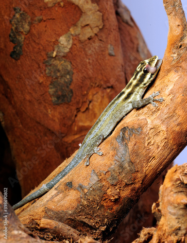 Gelbkopf Taggecko, Streifenzwerggecko // Tanzanian dwarf gecko (Lygodactylus kimhowelli) photo