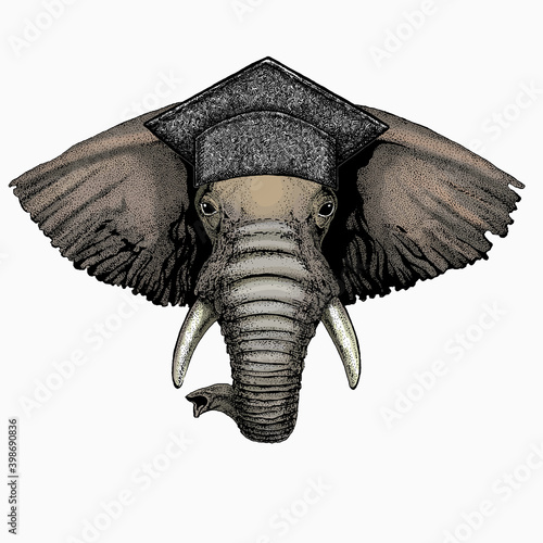 African elephant vector portrait. Square academic cap, graduate cap, cap, mortarboard. Animal face, head.