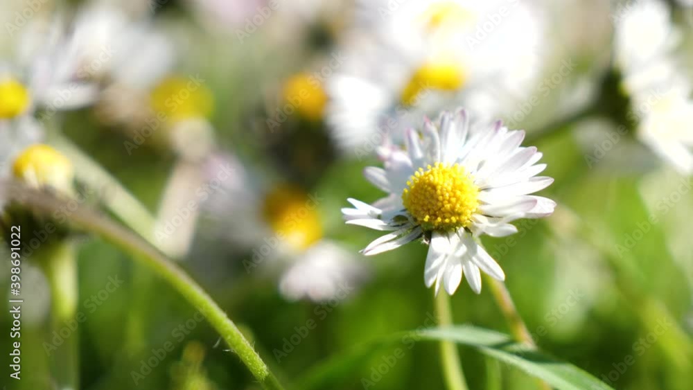 daisy flower in garden daisy flower in garden