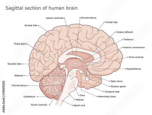 Fototapeta Human brain internal anatomy vector diagram