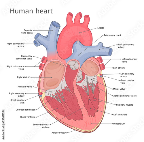 Human heart anatomy vector diagram. Medical infographic. Heart internal physiology. 
