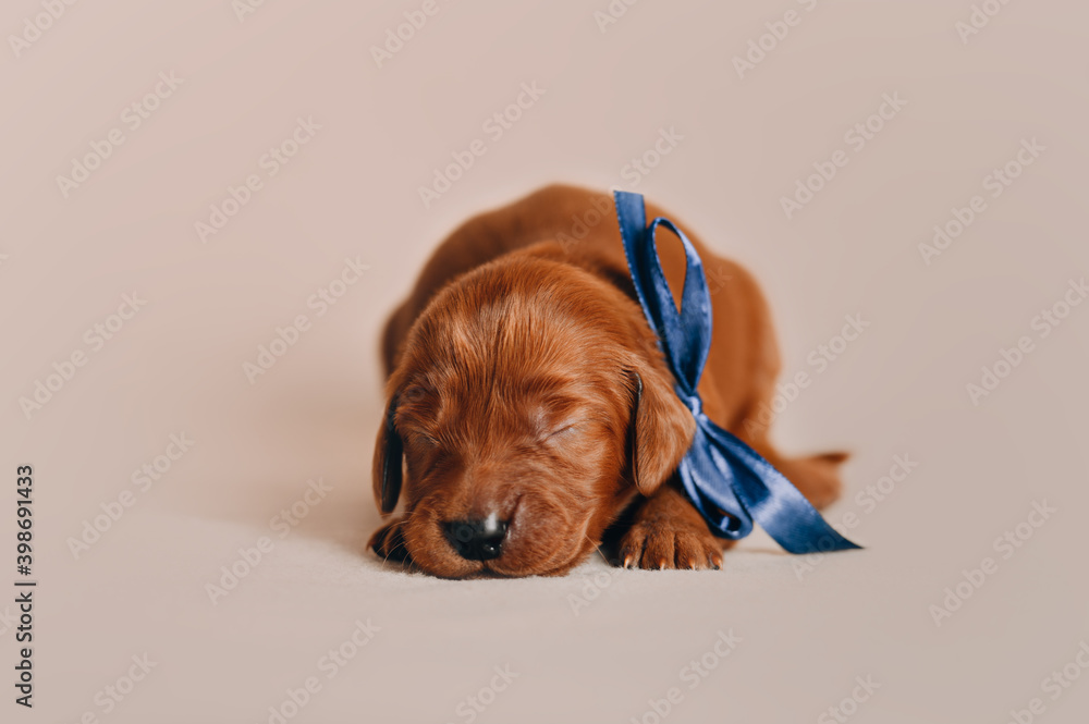 dog with a toy