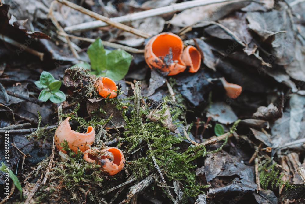 The first spring mushroom in the forest. Sarcosciffus scarlet, commonly known as the scarlet elf cup, scarlet elf cap, or the scarlet cup. Selective focus The first spring mushroom in the forest. Sarcosciffus scarlet, commonly known as the scarlet elf cup, scarlet elf cap, or the scarlet cup. Selective focus