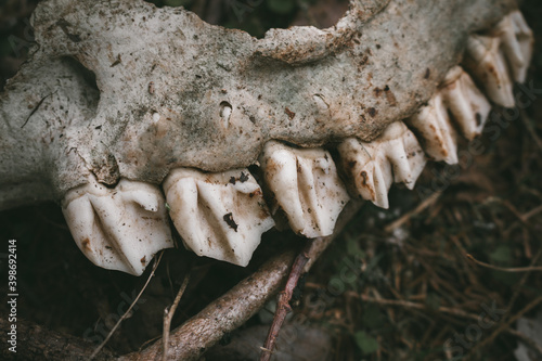 The skeleton of an elk in the forest. The teeth of a herbivore. Closeup. Selective focus.