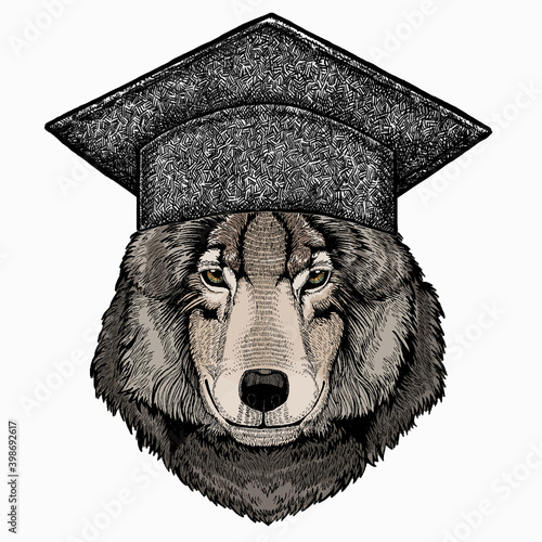 Vector portrait of wolf. Square academic cap, graduate cap, cap, mortarboard. Cool wild wolf. Animal head.