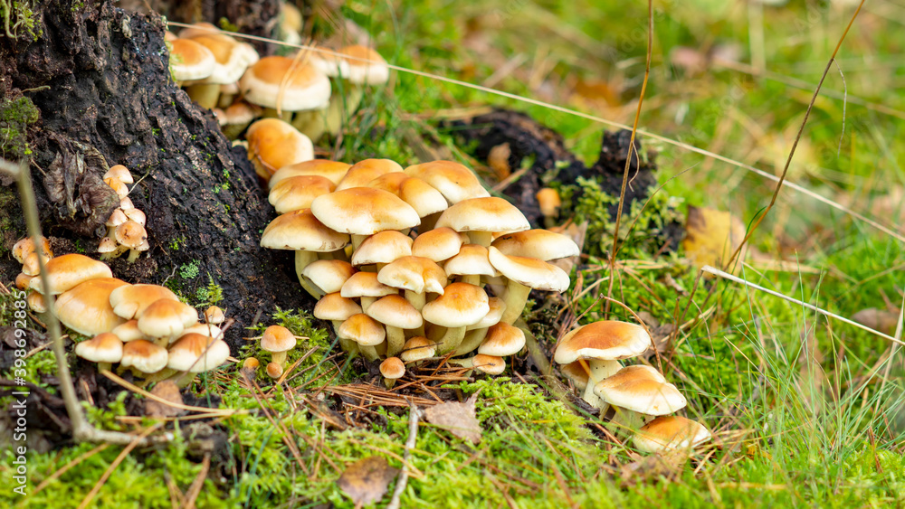 Yellow mushrooms grow on the tree trunk in the forest in autumn Yellow mushrooms grow on the tree trunk in the forest in autumn