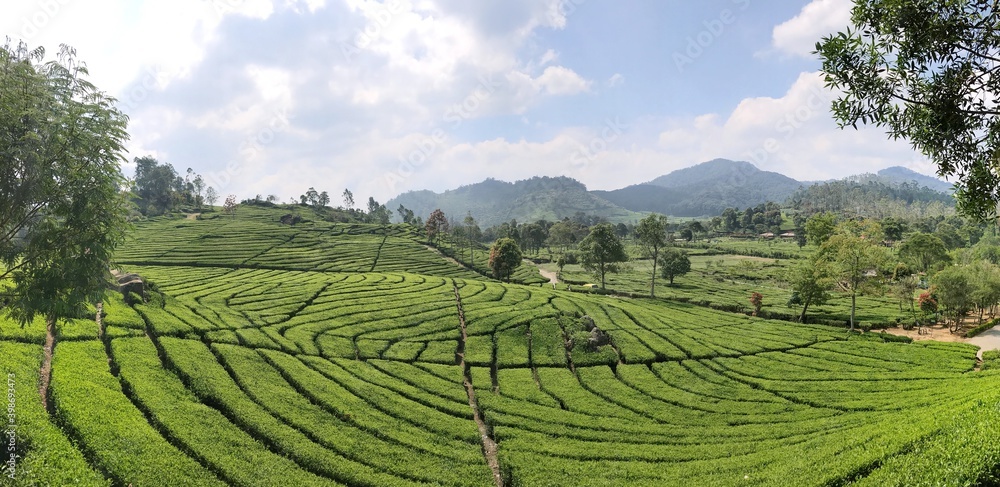 Malaysian tea fields