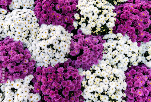 Chrysanthemum flower carpet
