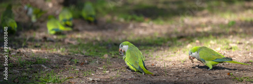 Canvas Print Perruches à collier dans un parc de Rome