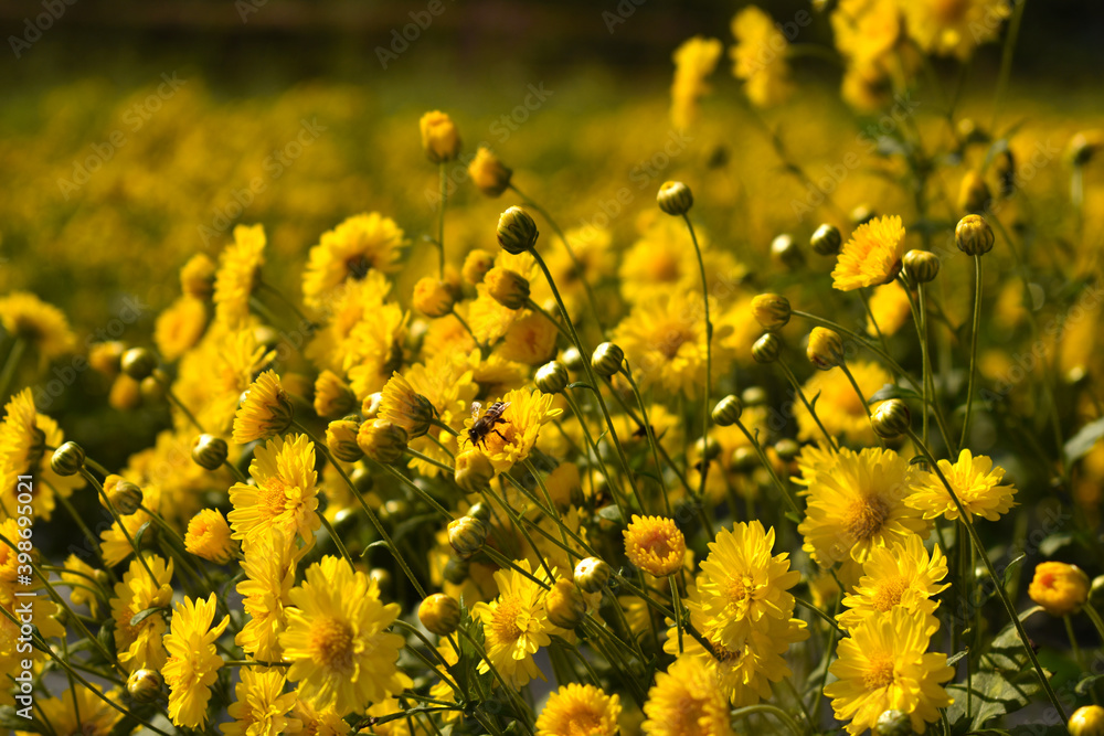 Obraz premium A Bee Swarm a yellow Chrysanthemum in a Chrysanthemum field