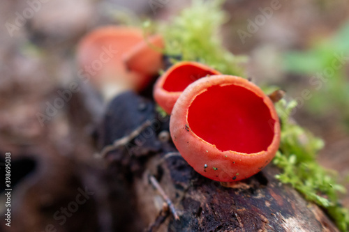 The first spring mushroom in the forest. Sarcosciffus scarlet, commonly known as the scarlet elf cup, scarlet elf cap, or the scarlet cup. Selective focus