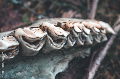 The skeleton of an elk in the forest. The teeth of a herbivore. Closeup. Selective focus.