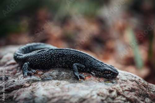 Black newt sitting on a pink stone. Spring time. Selective focus.