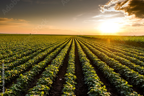 Open soybean field at sunset.