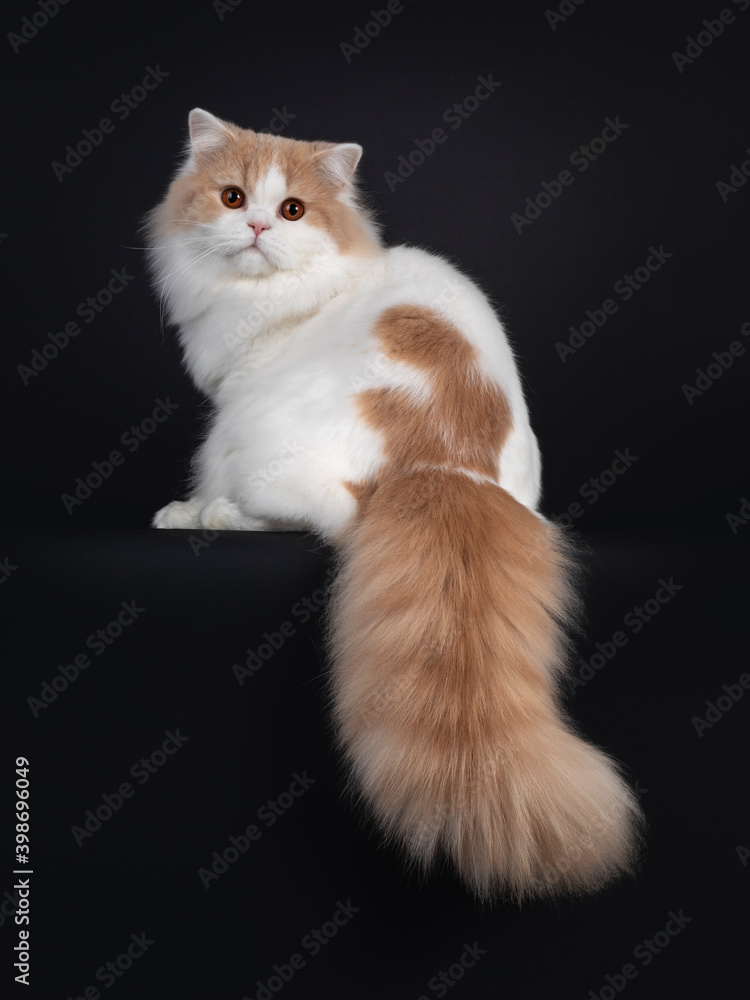 Impressive creme with white young adult British Longhair cat, sitting backwards on edge with tail hanging down. Looking over shoulder towards camera. Isolated on black background.