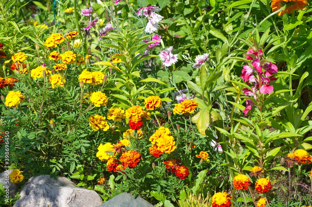 Flowerbed with decorative flowers in the garden