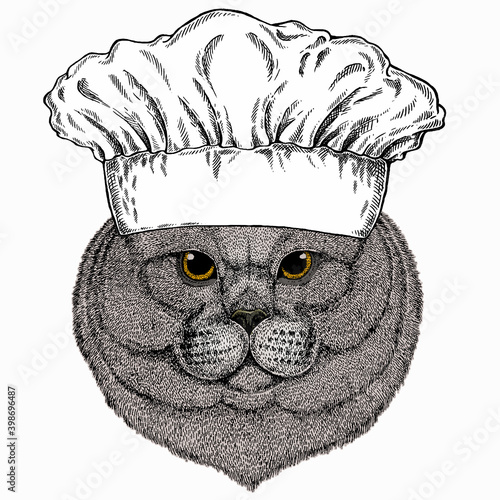 British shorthair cat animal cute face. Chef cook hat. Restaurant logo. Vector happy silver British kitten head portrait.