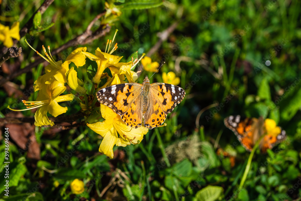 Orange and spotted Thorn Butterfly Orange and spotted Thorn Butterfly