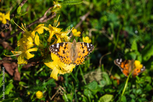 Orange and spotted Thorn Butterfly