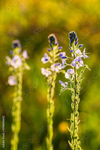 Shallow depth of field, purple flowers and greens, (shallow depth of field)