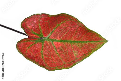 Close up of leaf of exotic 'Caladium Thai Danasty' houseplant with red leaves and green veins isolated on white background photo