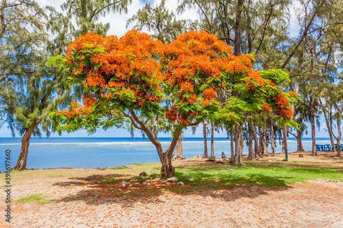 Flamboyant orange sur plage de Saint-Leu, île de la Réunion 