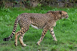 Gepard in Nahaufnahme